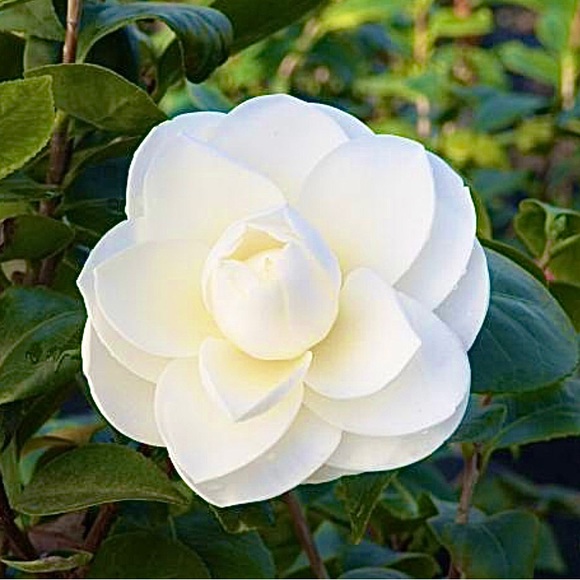 Lux Camellia - Brooch - Picture 3 of 4